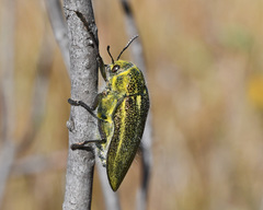 Julodis armeniaca cypria