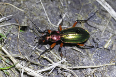 Carabus auronitens festivus