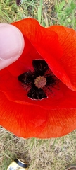 Papaver rhoeas