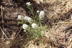 Lepidium alyssoides