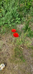 Papaver rhoeas