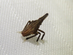 Rhynchomitra