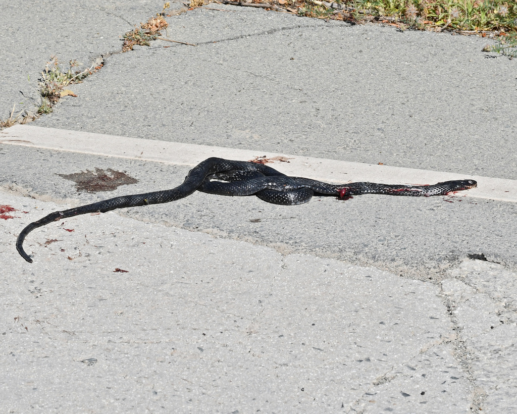 Large Whip Snake