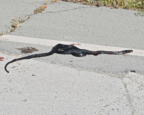 Large Whip Snake, Dolichophis jugularis