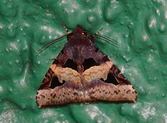 Avatha bubo