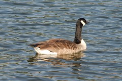 Branta canadensis