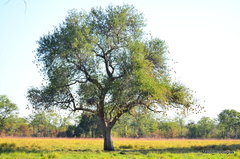 Colophospermum mopane