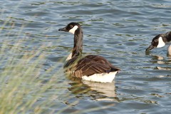 Branta canadensis