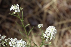 Lepidium alyssoides