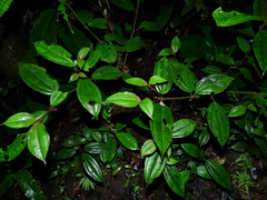 Miconia laevifolia