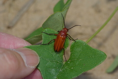 Nemognatha piazata