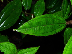 Miconia laevifolia