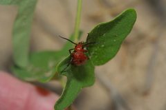 Nemognatha piazata