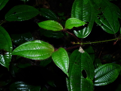 Miconia laevifolia