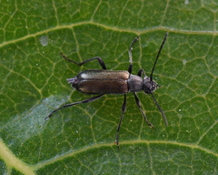 Grammoptera baudii