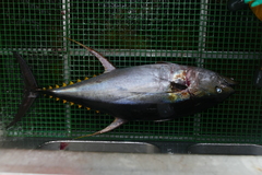 Thunnus albacares