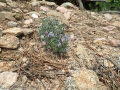 Oxytropis multiceps