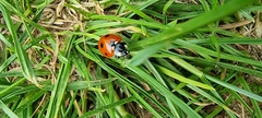 Coccinella septempunctata