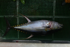 Thunnus albacares