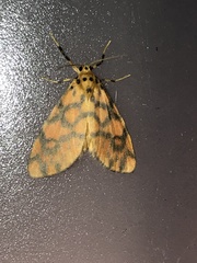 Tumicla sagenaria