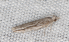 Holocola melanographa