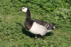 Branta leucopsis