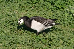 Branta leucopsis