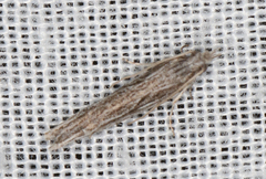 Holocola melanographa