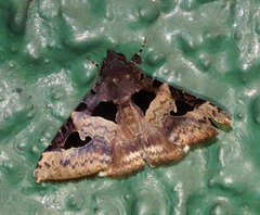 Avatha bubo