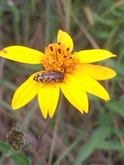 Acmaeodera mixta