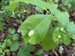 Phylloxera caryaemagna