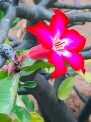 Adenium