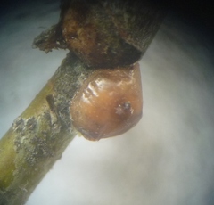 Parthenolecanium corni