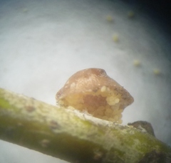 Parthenolecanium corni