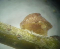 Parthenolecanium corni