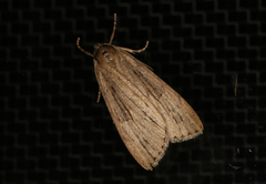 Chlenias belophora