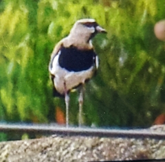 Vanellus chilensis cayennensis