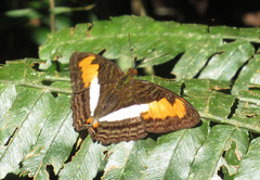 Adelpha plesaure