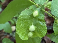 Phylloxera caryaemagna