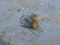 Clubiona