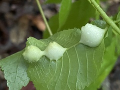 Phylloxera caryaemagna