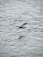 Ardea herodias