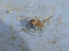 Clubiona