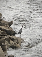 Ardea herodias