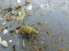Phyllobius roboretanus