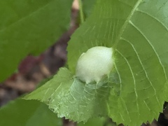 Phylloxera caryaemagna