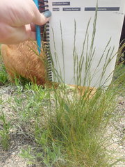 Festuca saximontana