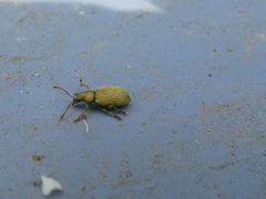 Phyllobius roboretanus