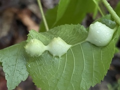 Phylloxera caryaemagna