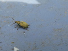 Phyllobius roboretanus
